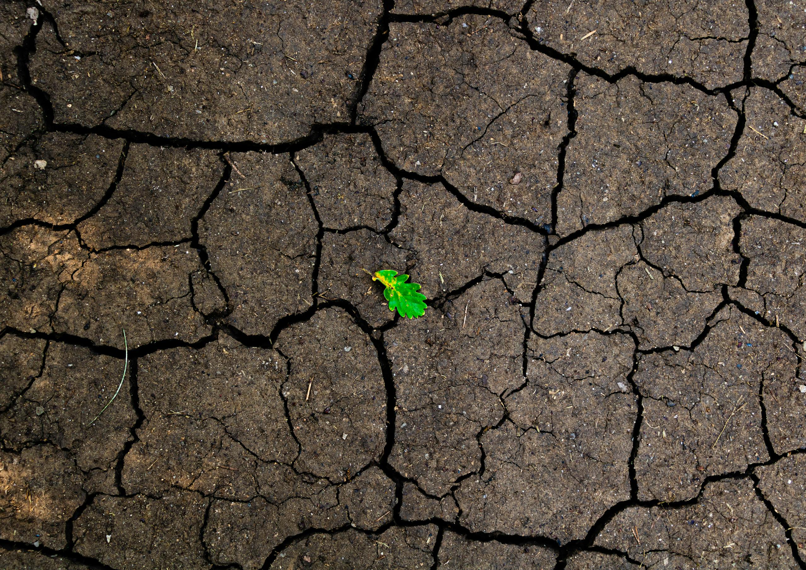 A vibrant green leaf amidst cracked, dry soil, symbolizing resilience and hope in nature.